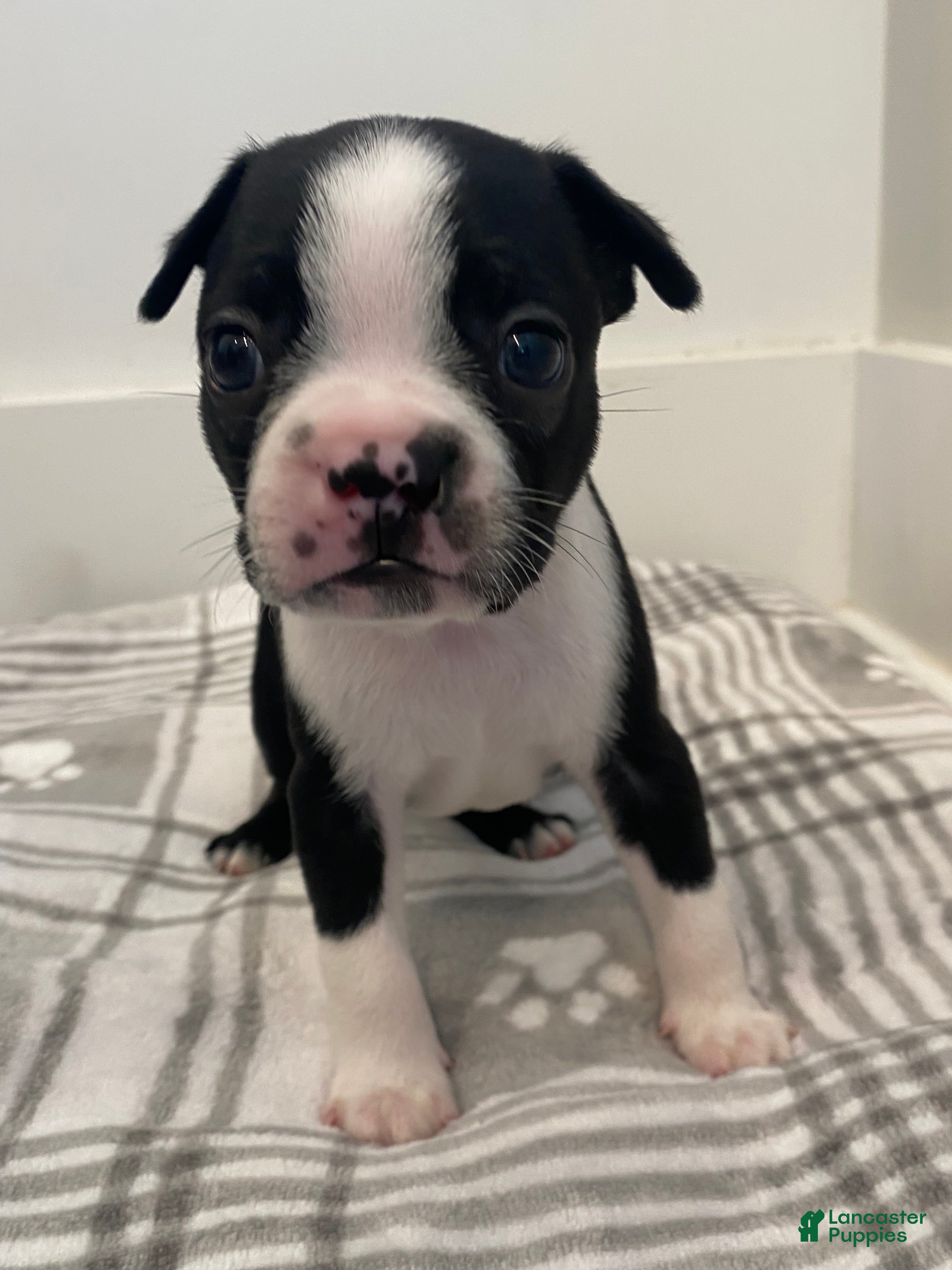 Boston Terrier dogs Boston Terrier Male 1 Puppy - Ad 2