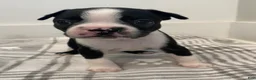 Boston Terrier dogs for sale: Boston Terrier Male 1 Puppy - Ad 2