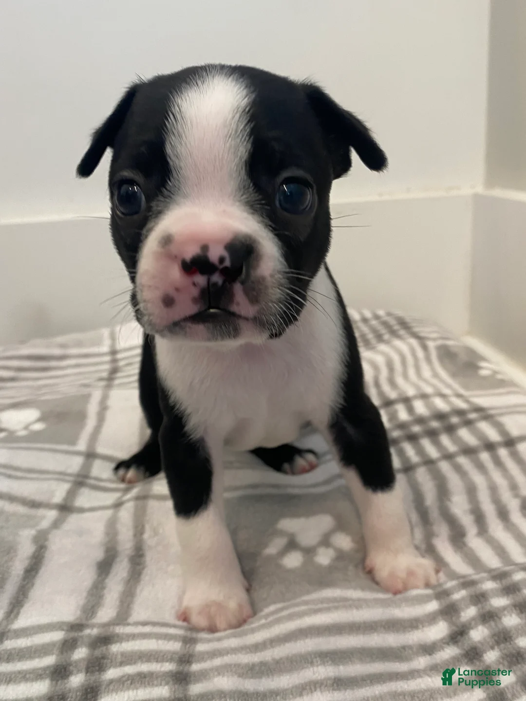 Boston Terrier dogs for sale: Boston Terrier Male 1 Puppy - Ad 2