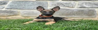 Tucker