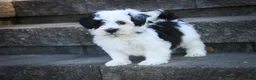 Havanese dogs for sale: Penny Havanese  - Ad 5