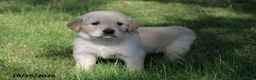 Golden Retriever dogs for sale: Harley - Ad 4