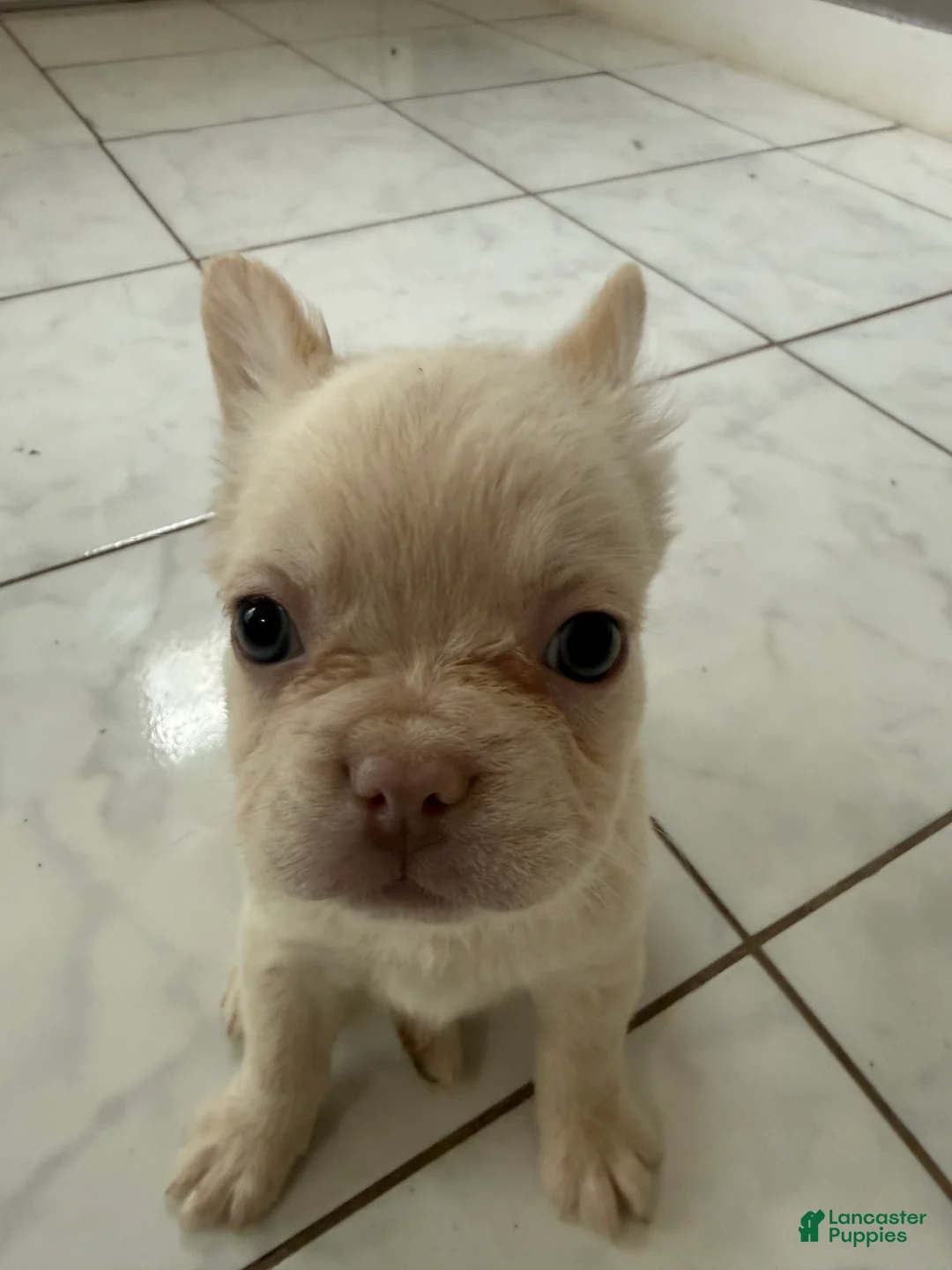 French Bulldog dogs for sale: Fluffy female cream or platinum  - Ad 2