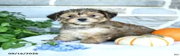Yochon dogs for sale: Ezekiel - Ad 3