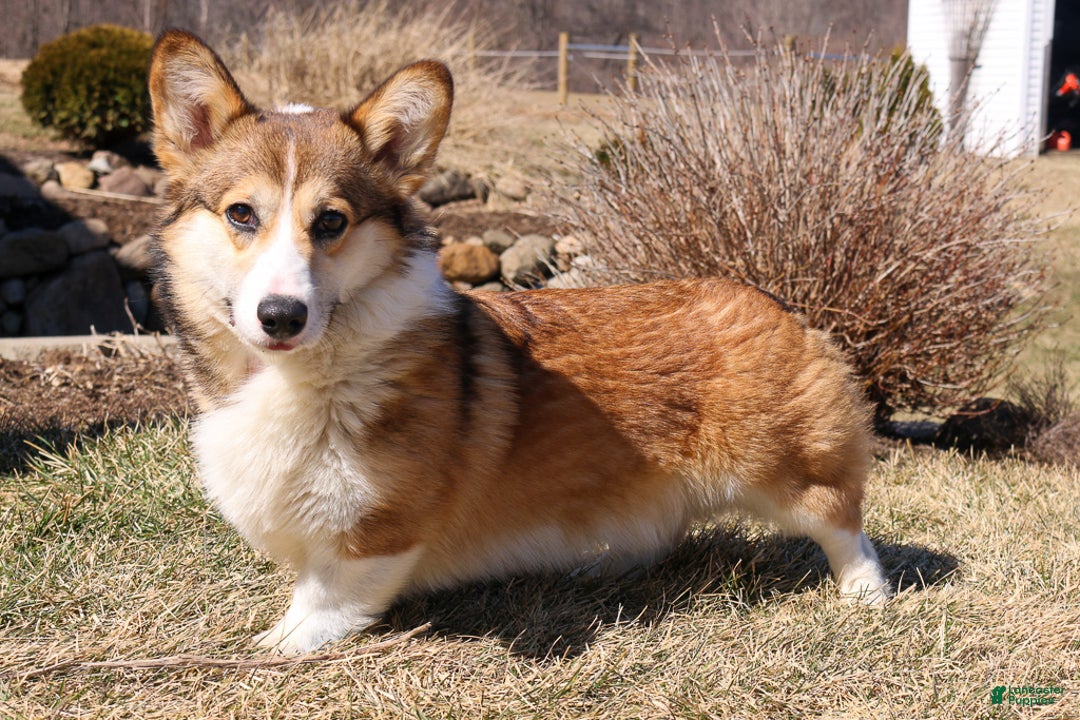 Welsh Corgi Pembroke dogs for sale: Muffin - Ad 12
