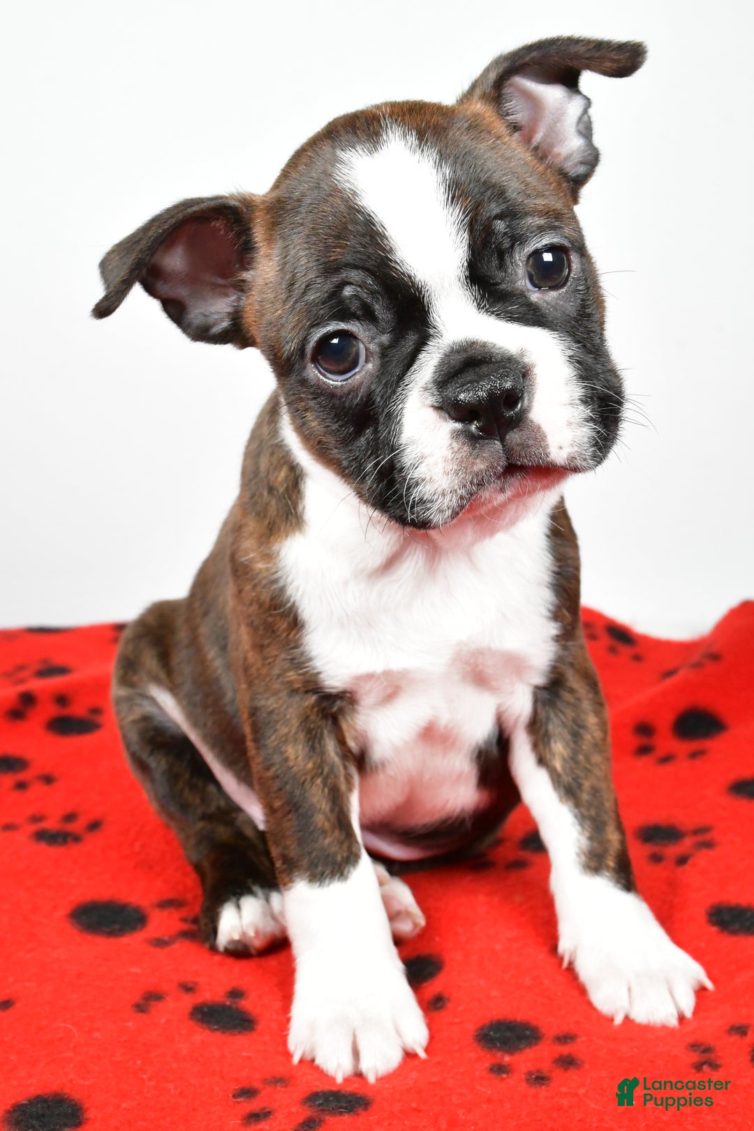 Boston Terrier dogs for sale: Rover - Ad 1