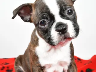 Boston Terrier dogs Rover - Ad 26