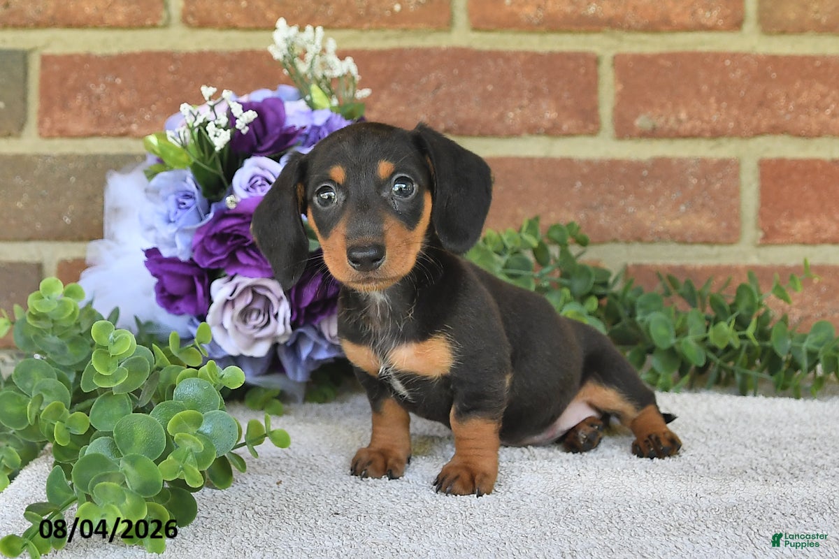 Miniature Dachshund dogs Penny - Ad 2