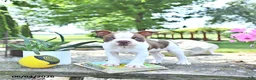 Boston Terrier dogs for sale: King - Ad 3