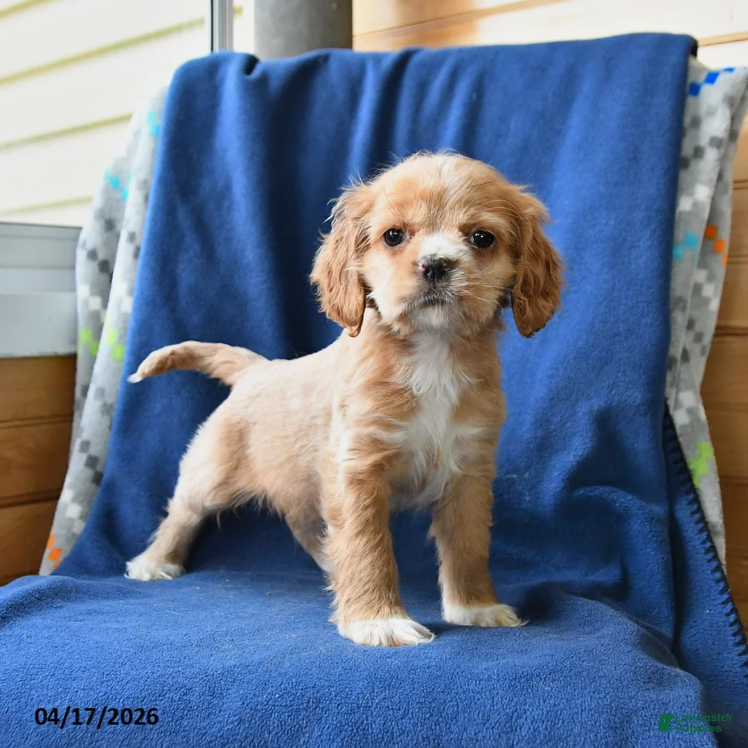 English Cocker Spaniel dogs for sale: Holly - Ad 1