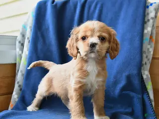 English Cocker Spaniel dogs for sale: Holly - Ad 1