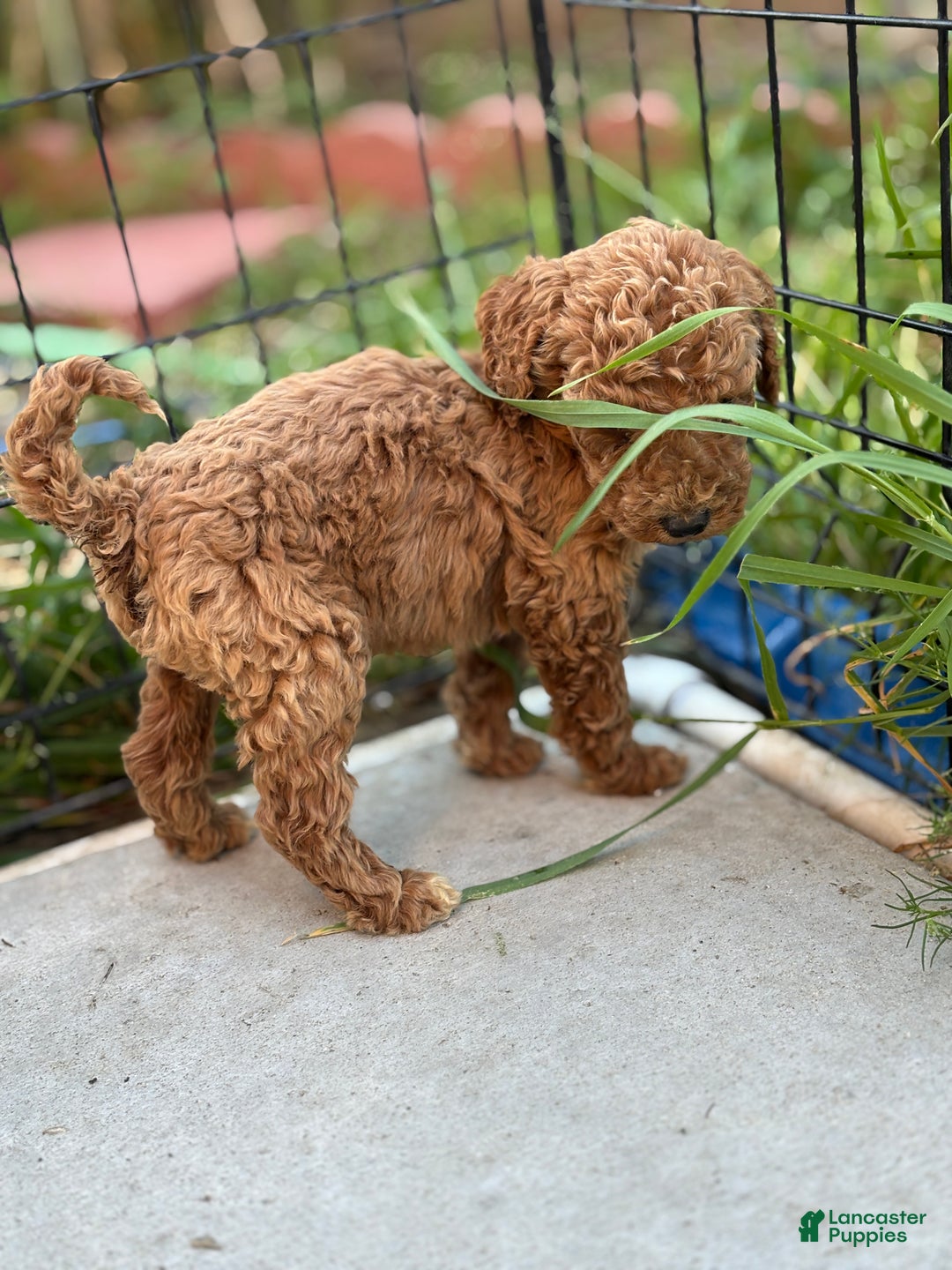 Standard Poodle dogs for sale: Frank - Ad 4