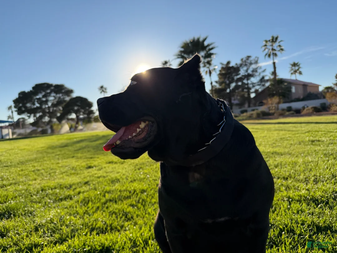 Cane Corso dogs for sale: Cane Corso litter of 9 puppies - Ad 1