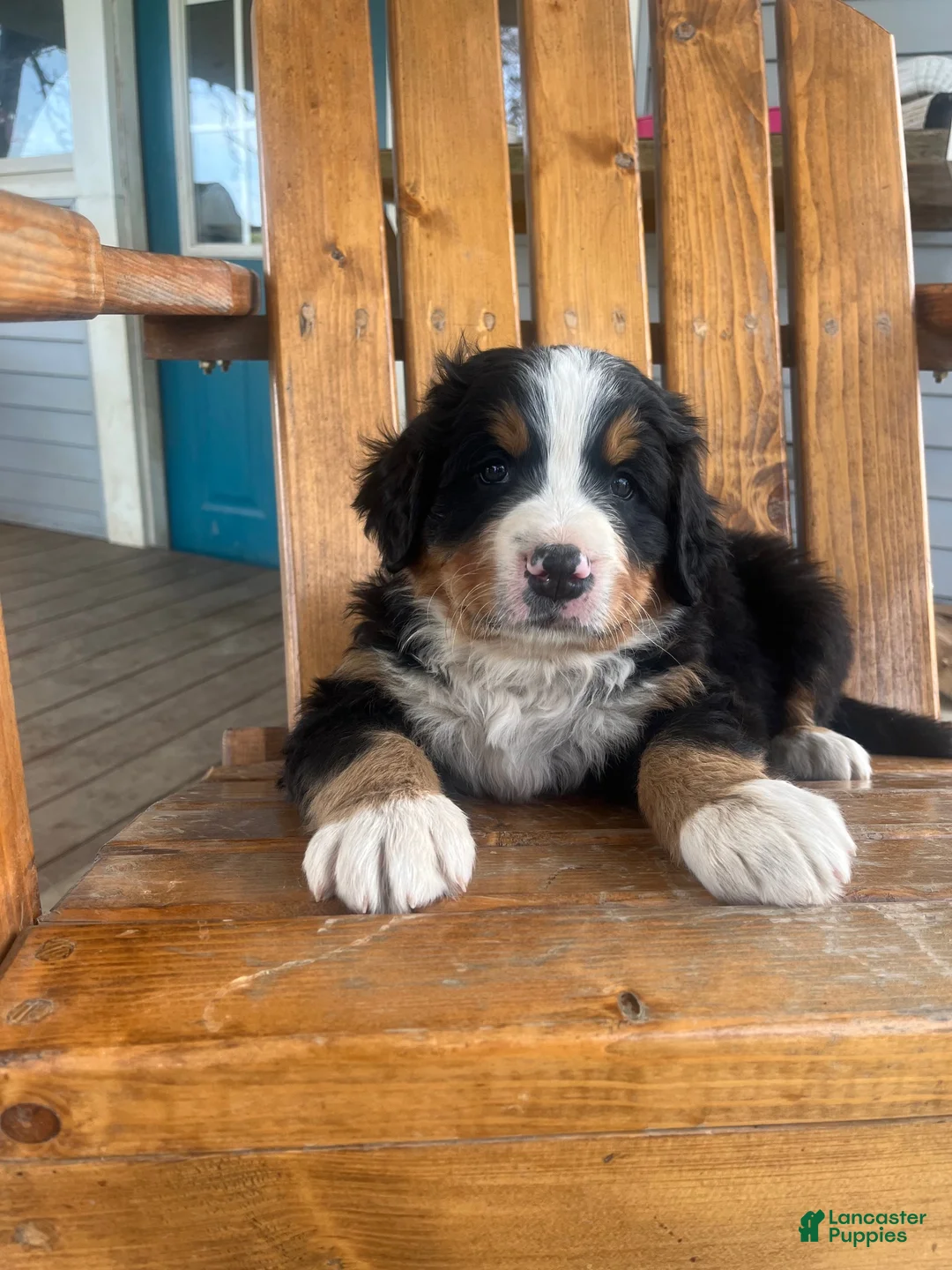 Bernese Mountain Dog dogs for sale: Green - Ad 2