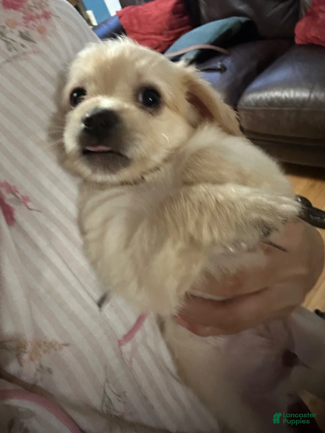 Mixed Breed dogs for sale: Maltese 5 - Ad 1