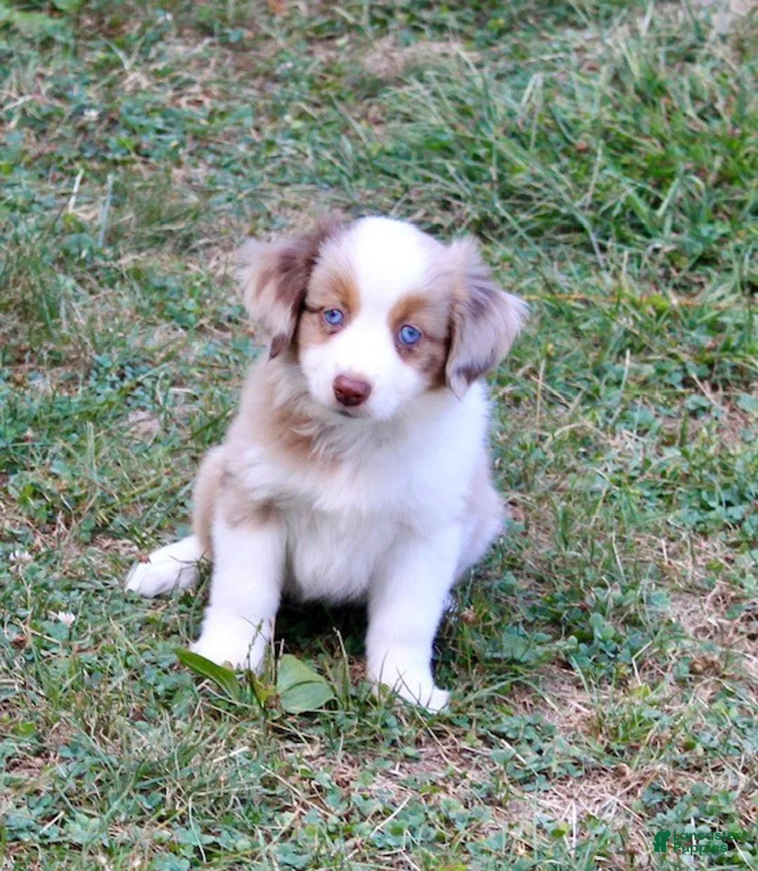 Miniature Australian Shepherd dogs for sale: Brutus - Ad 5