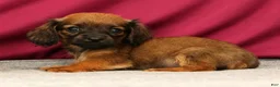 Miniature Dachshund dogs for sale: Skye - Ad 5