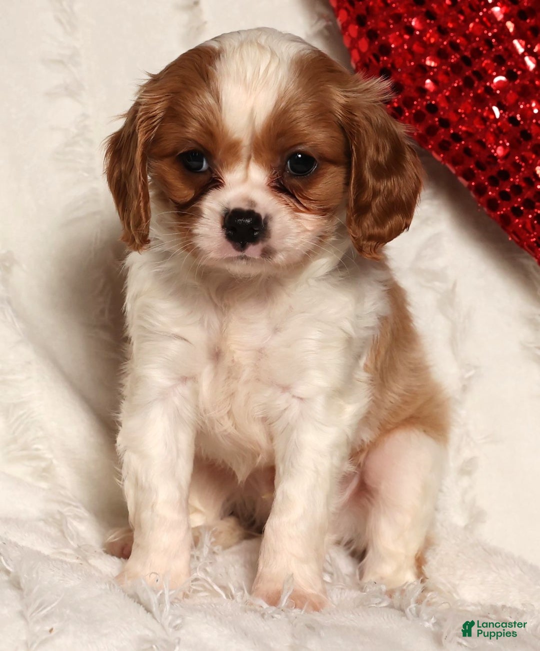 Cavapoo dogs for sale: George - Ad 8
