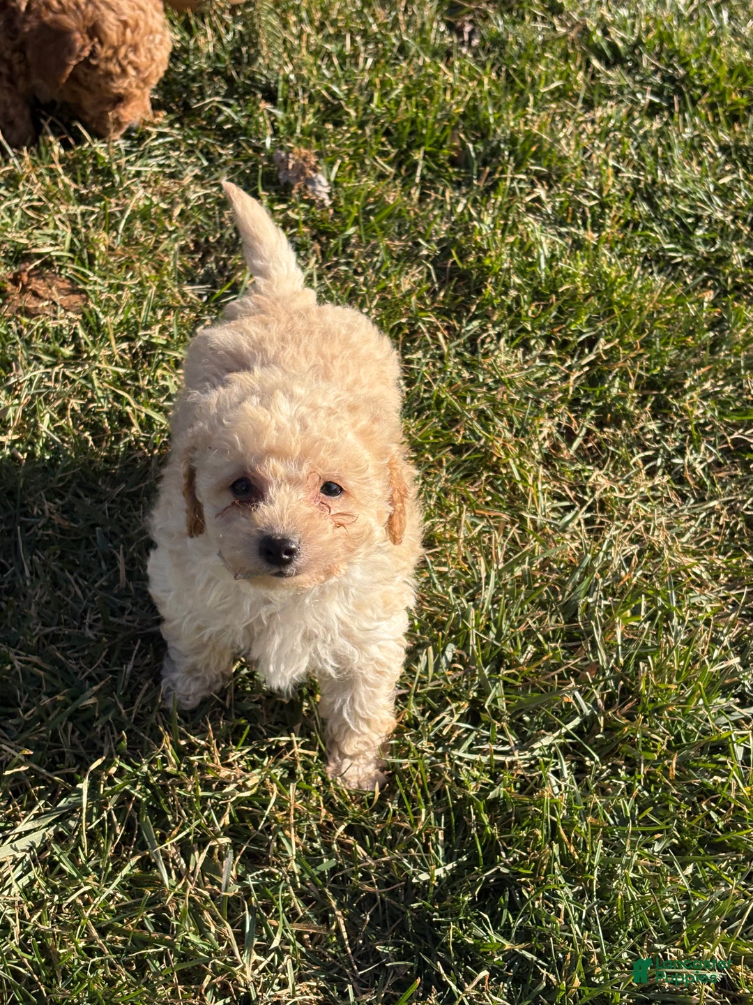 Toy Poodle dogs for sale: Timmy - Ad 3