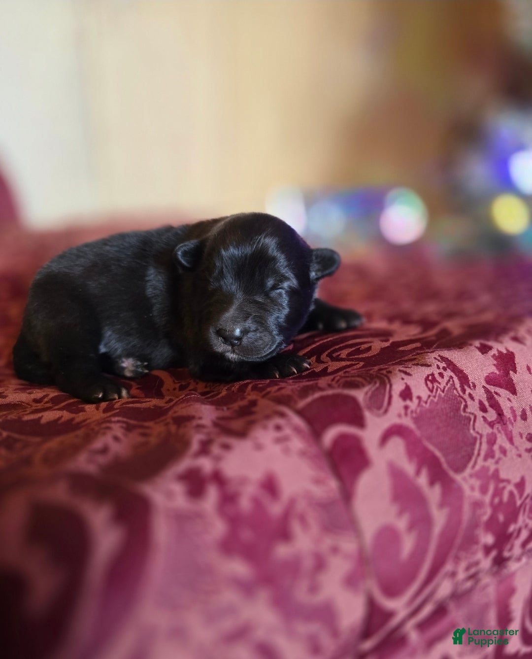 Mixed Breed dogs for sale: Starlight - Ad 4