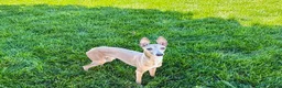 Italian Greyhound dogs for sale: Italian Greyhound Puppy 3 - Ad 3