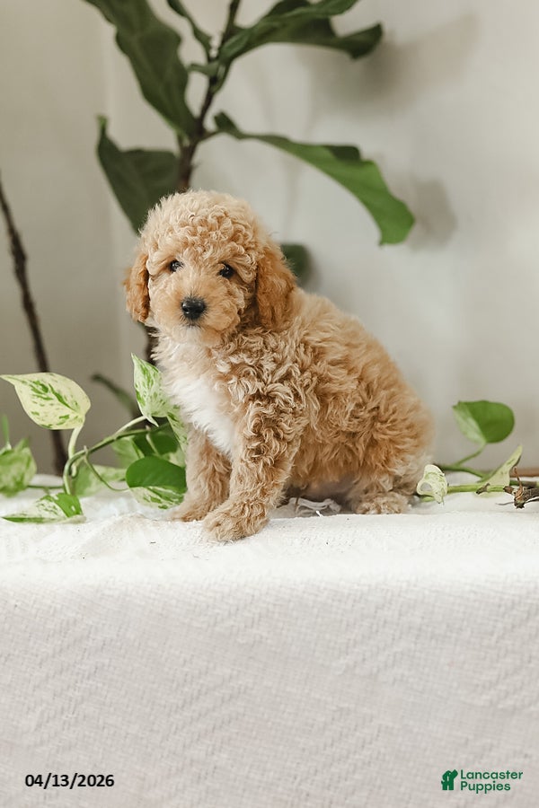 Miniature Poodle dogs Klay - Ad 2