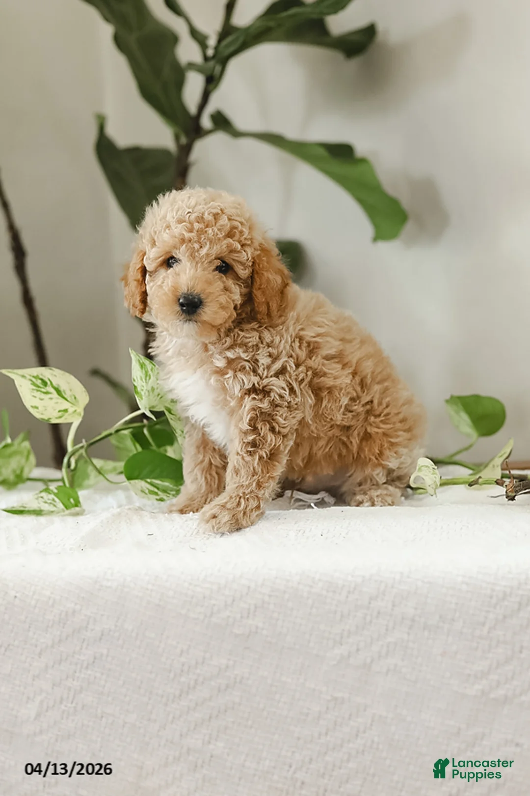 Miniature Poodle dogs for sale: Klay - Ad 2