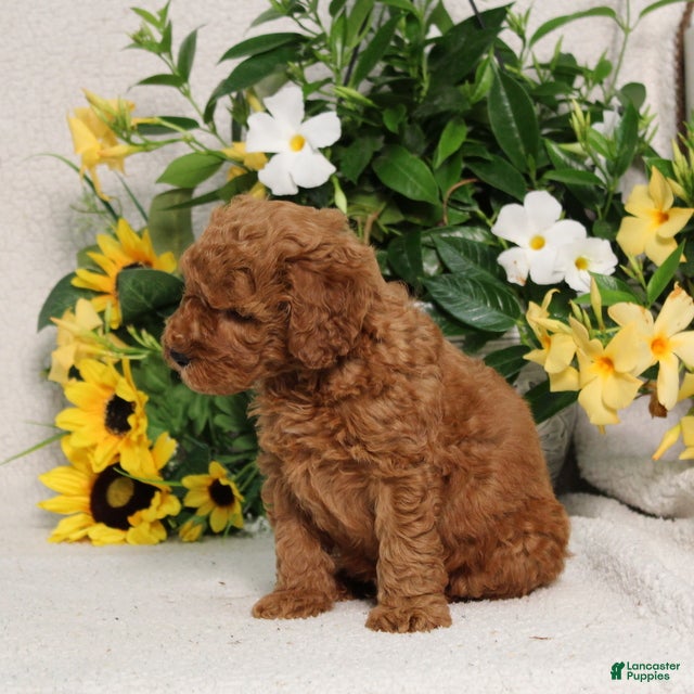 Mini Goldendoodle dogs Vinny - Ad 1