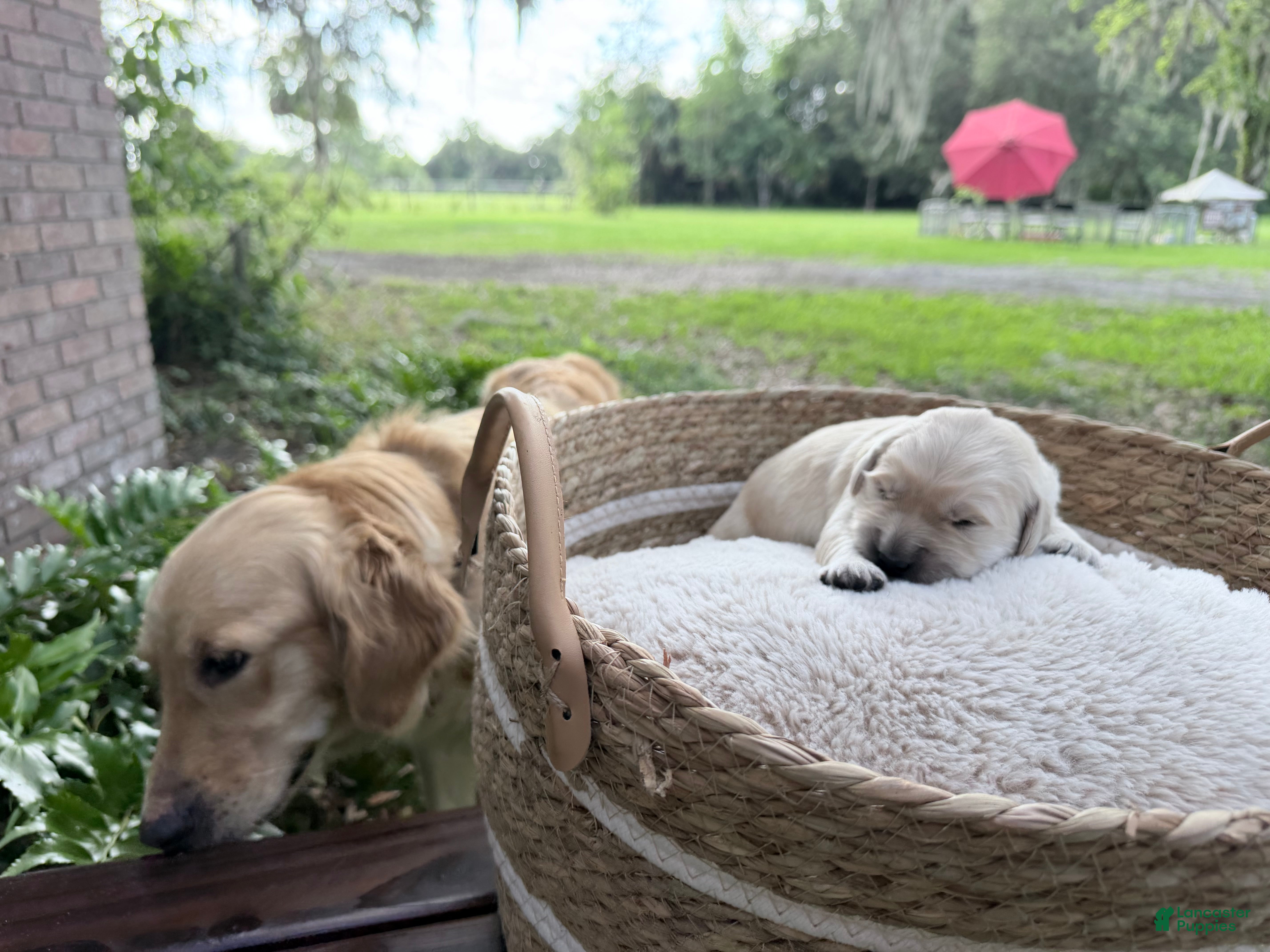 Golden Retriever dogs Brittany of Avalon  - Ad 2