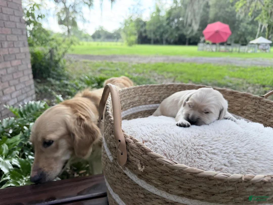 Golden Retriever dogs for sale: Brittany of Avalon  - Ad 2