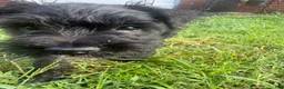 Miniature Schnauzer dogs for sale: Miniature Schnauzer 1 - Ad 3