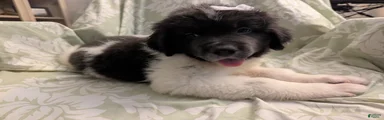 Klondike
