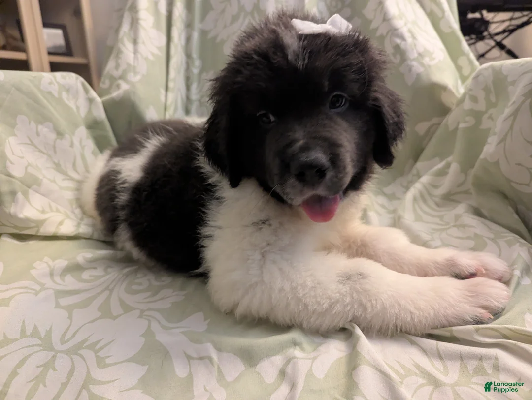 Newfoundland dogs for sale: Klondike - Ad 1