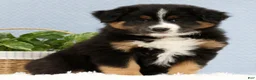 Australian Shepherd dogs for sale: Liam - Ad 2