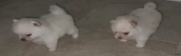 Pomeranian dogs for sale: Paris - Ad 1