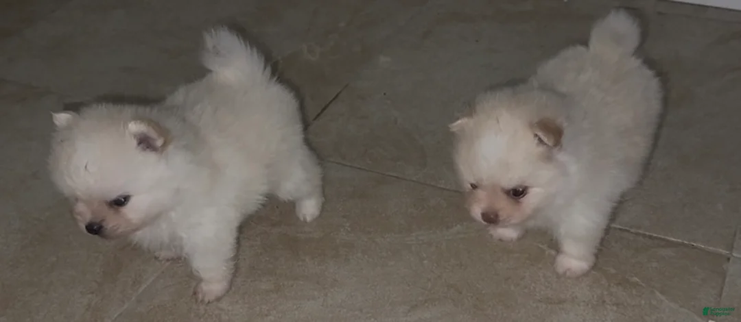 Pomeranian dogs for sale: Paris - Ad 1