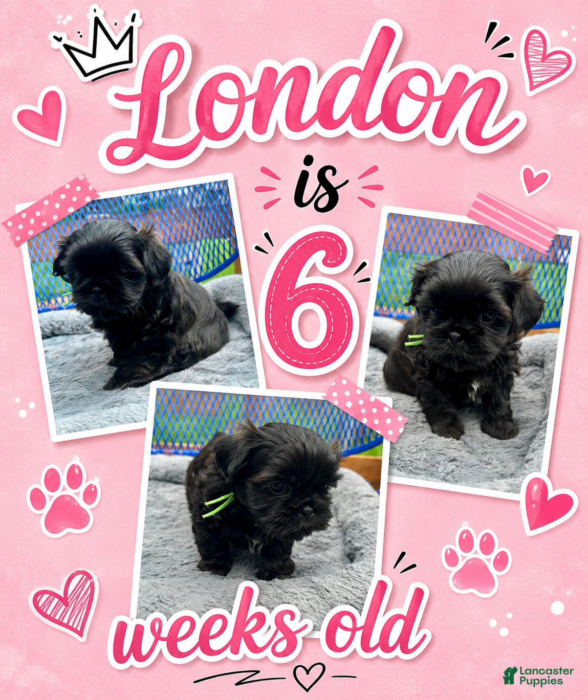 Shih Tzu dogs for sale: Ziggy - Ad 9