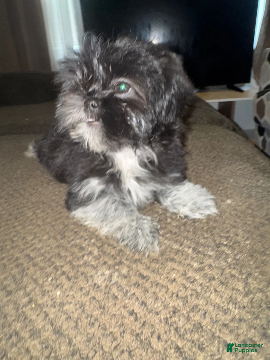 Shih Tzu dogs for sale: Rosie - Ad 2