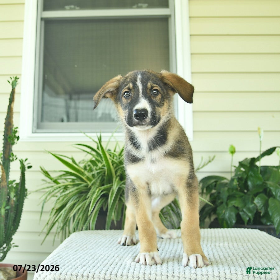 Mixed Breed dogs Ranger  - Ad 2