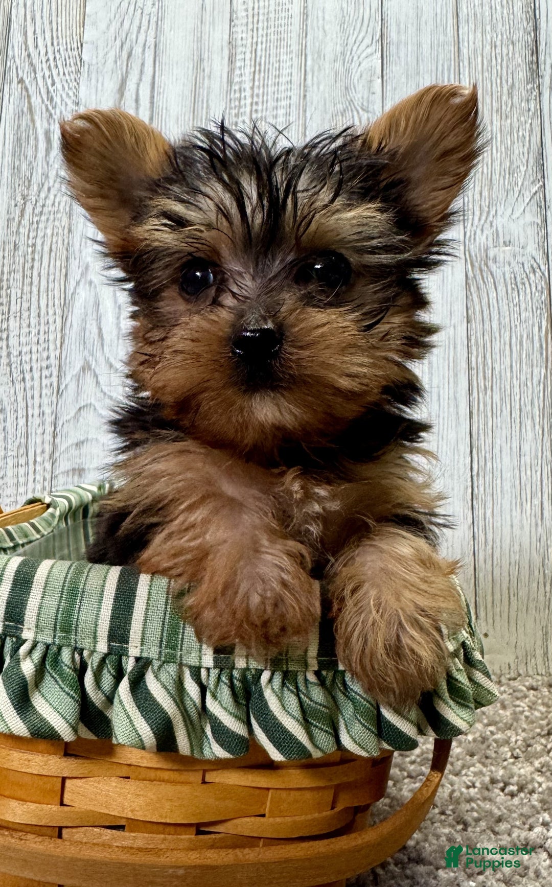 Yorkiepoo dogs for sale: Titan - Ad 9