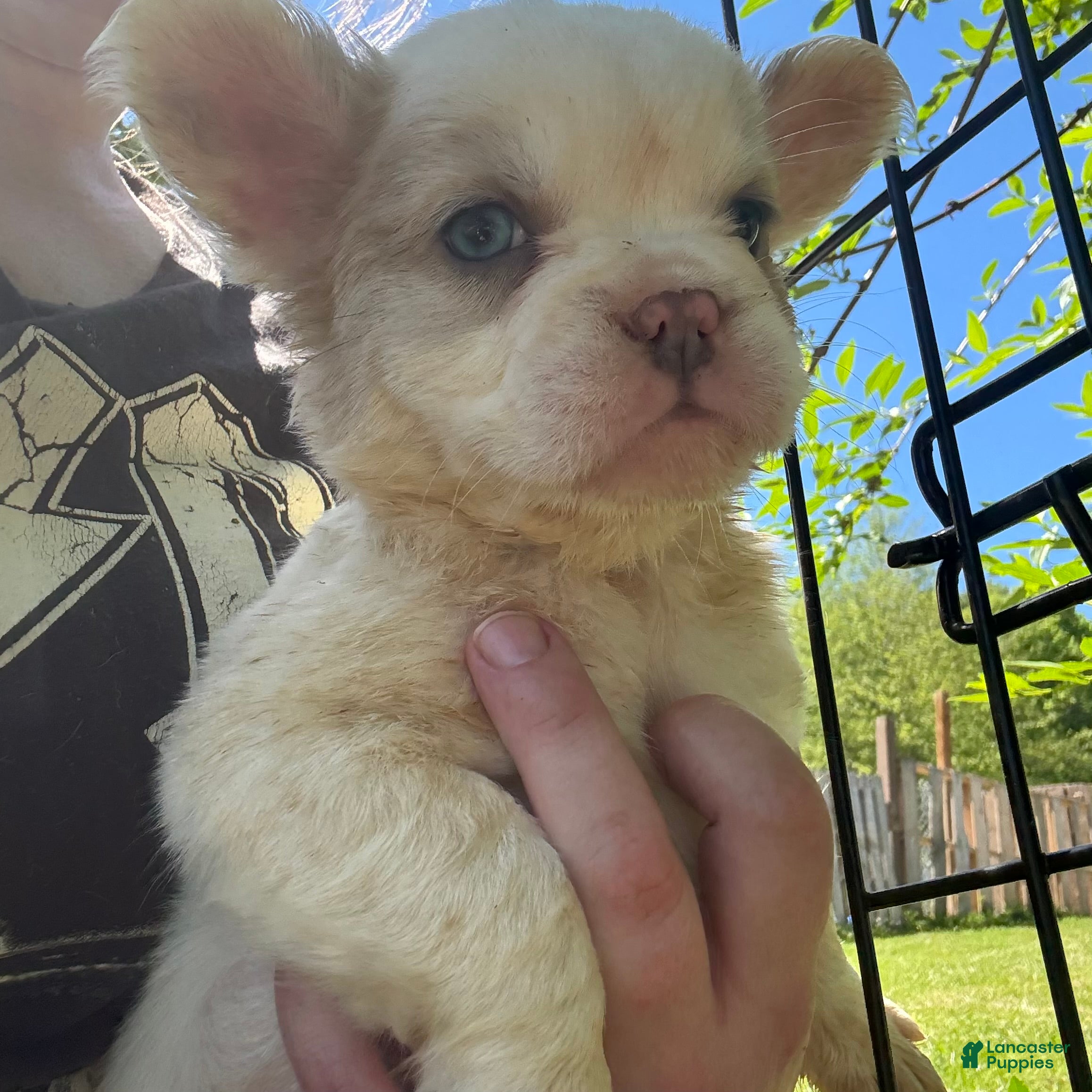 French Bulldog dogs French Bulldog Puppy 5 (fluffy) - Ad 1