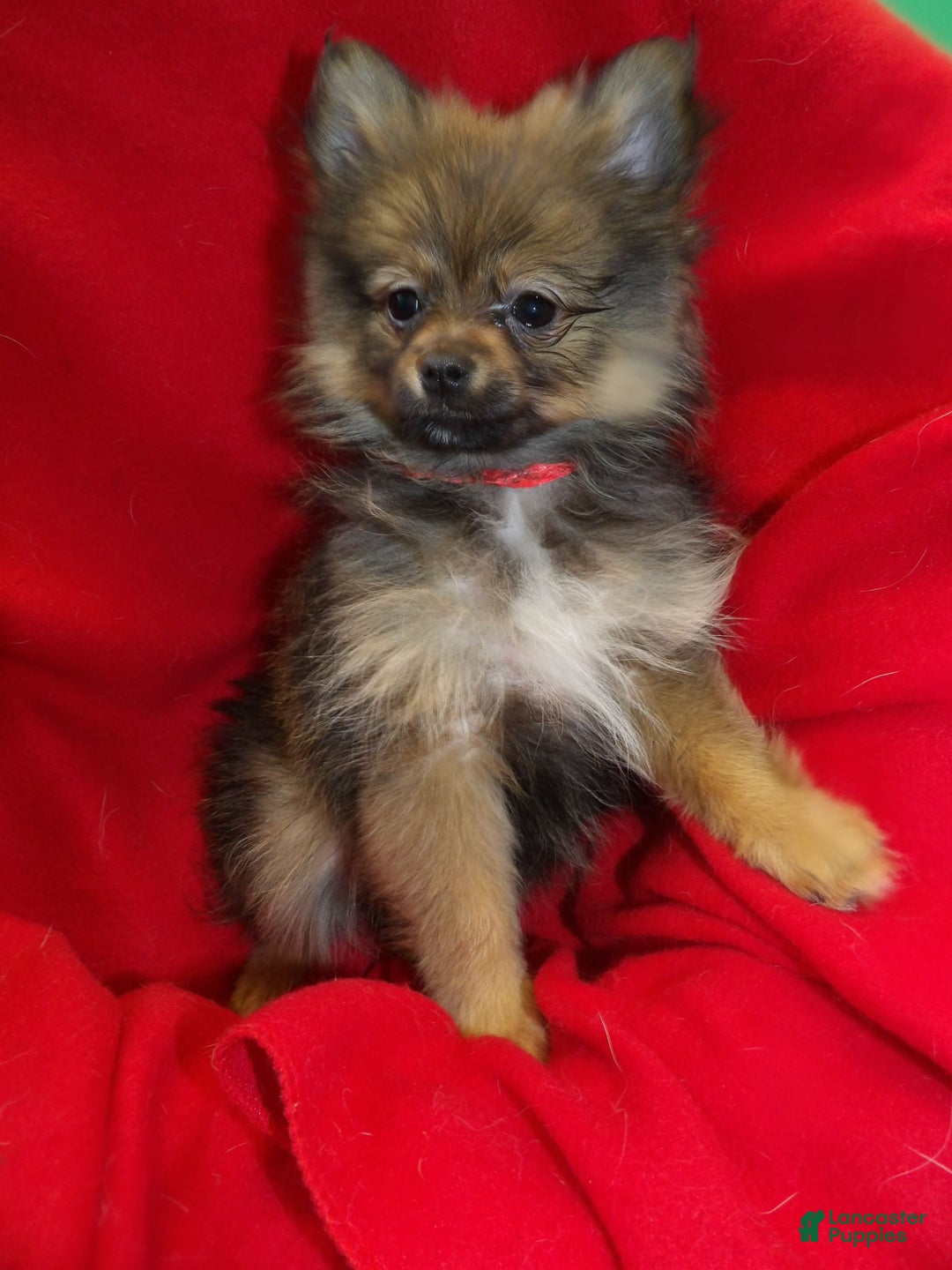 Pomeranian dogs for sale: Coco Chanel - Ad 3