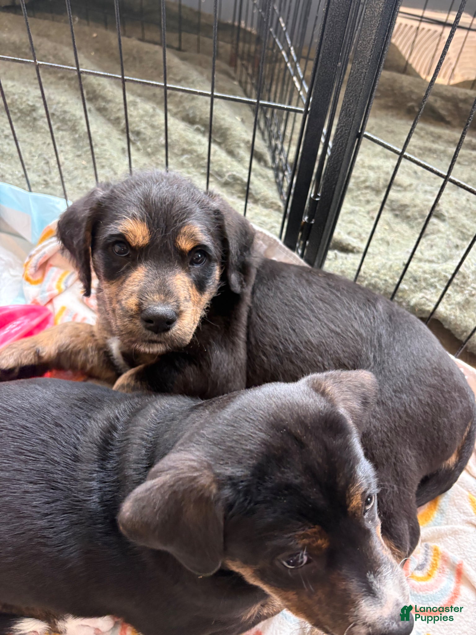 Mixed Breed dogs Amour - Ad 22