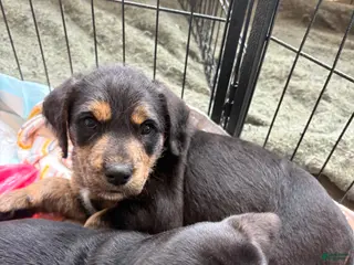 Mixed Breed dogs Amour - Ad 22