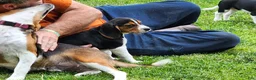 Beagle dogs for sale: Pinkie - Ad 3