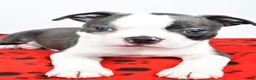 Boston Terrier dogs for sale: Tanner - Ad 7