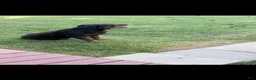 Rottweiler dogs for sale: Rottweiler 1 - Ad 6
