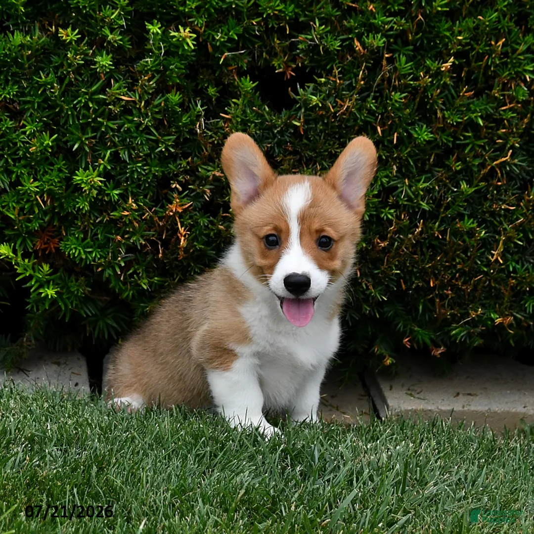 Welsh Corgi Pembroke dogs for sale: Pine - Ad 1