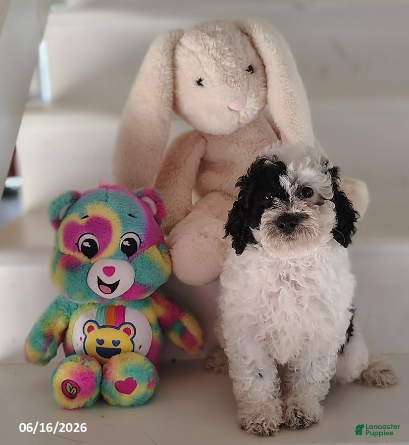 Miniature Poodle dogs Sunny - Ad 2