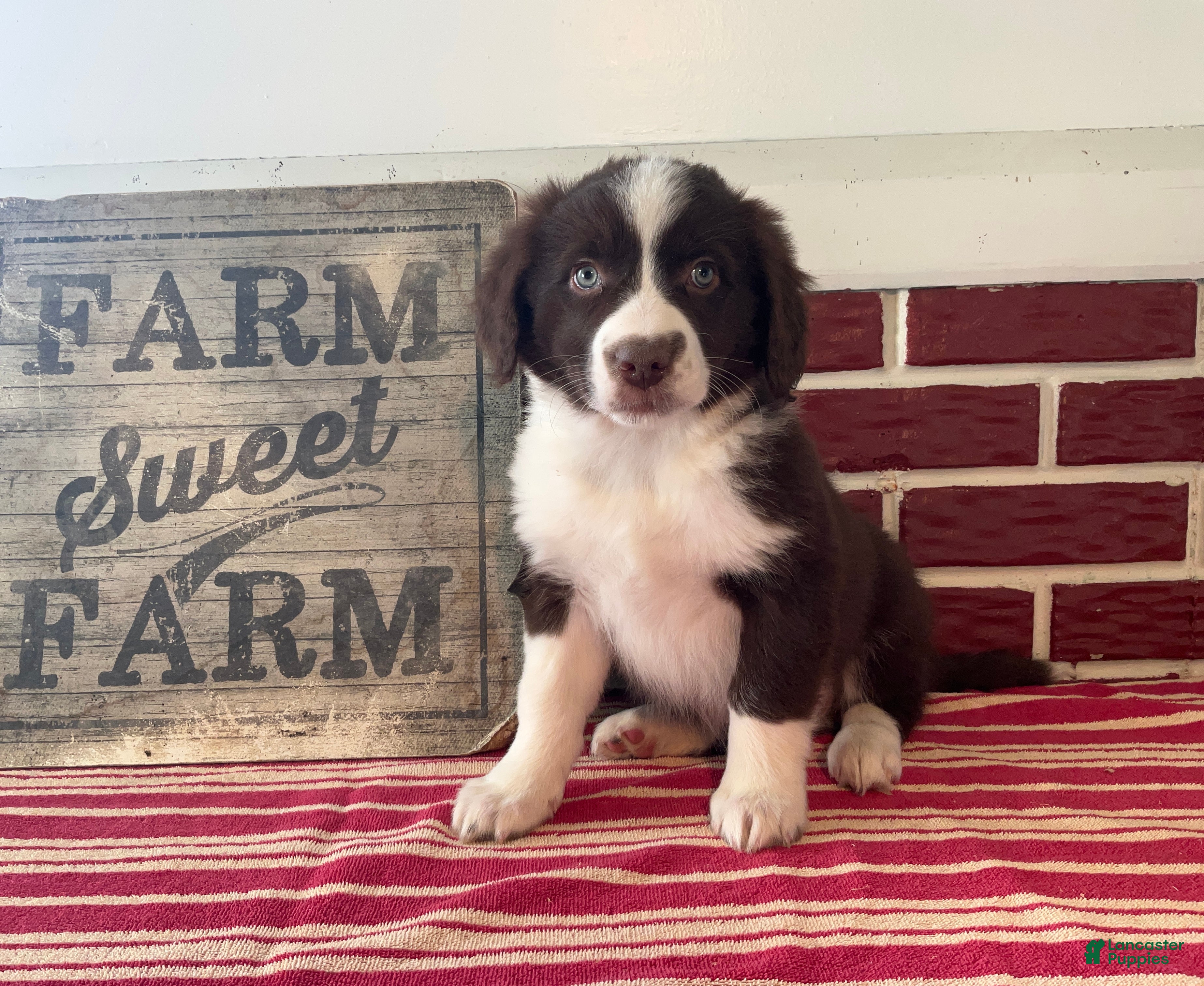 Mixed Breed dogs Levi - Ad 37